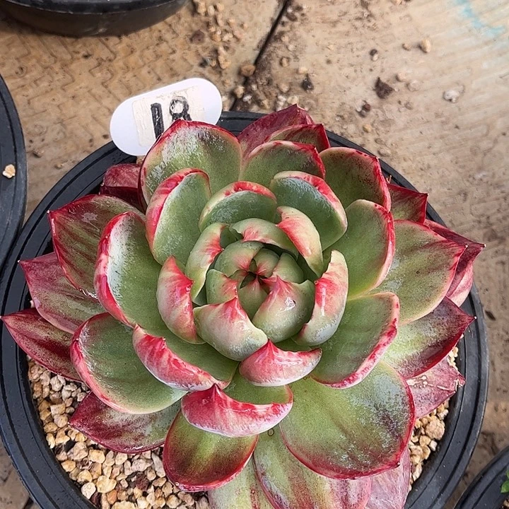 惊鸿仙子一物一拍，17厘米