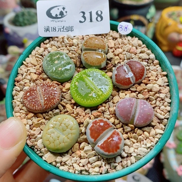 生石花花花花花花花318