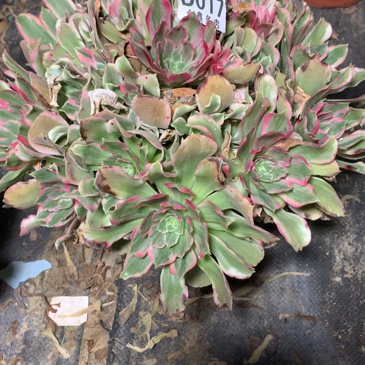 017多肉植物一物一拍