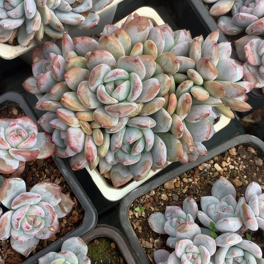 无花朵福利好花花花花花花花花花花