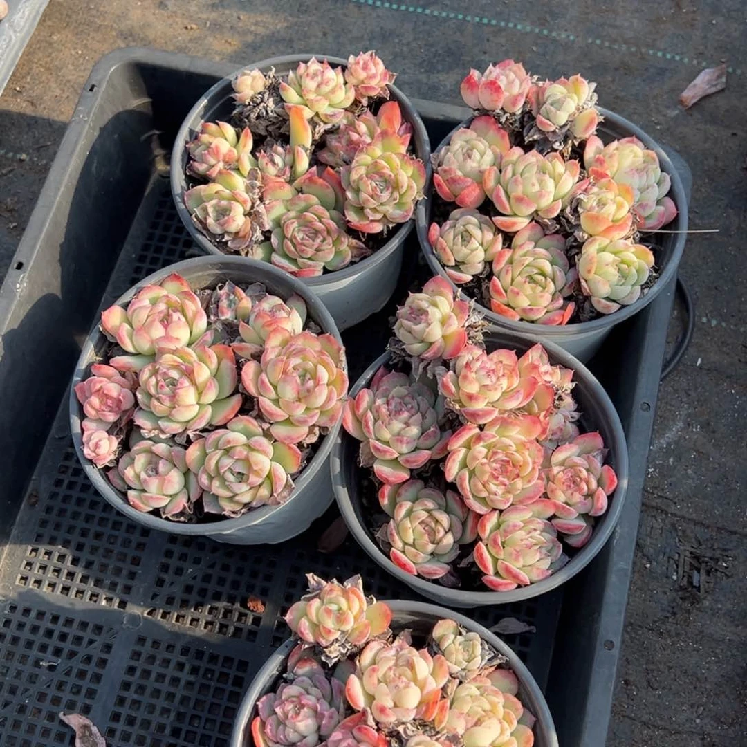 草莓冰不包整一颗叶片微瑕疵量拍多肉满9.9包邮下午发