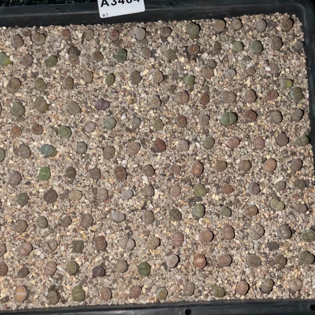 当***空3404福利筐1不售后