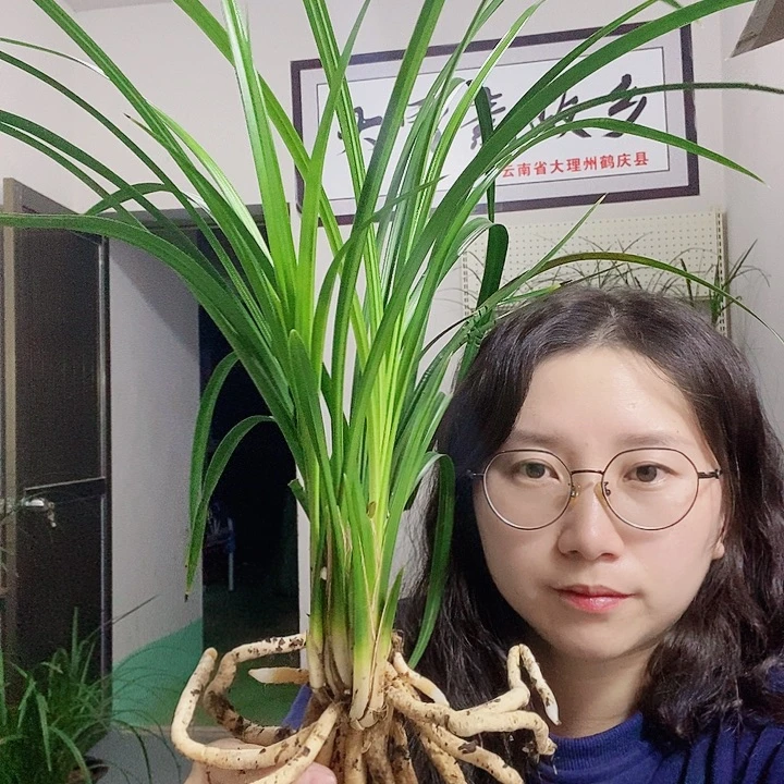 大部分花苞少量开放