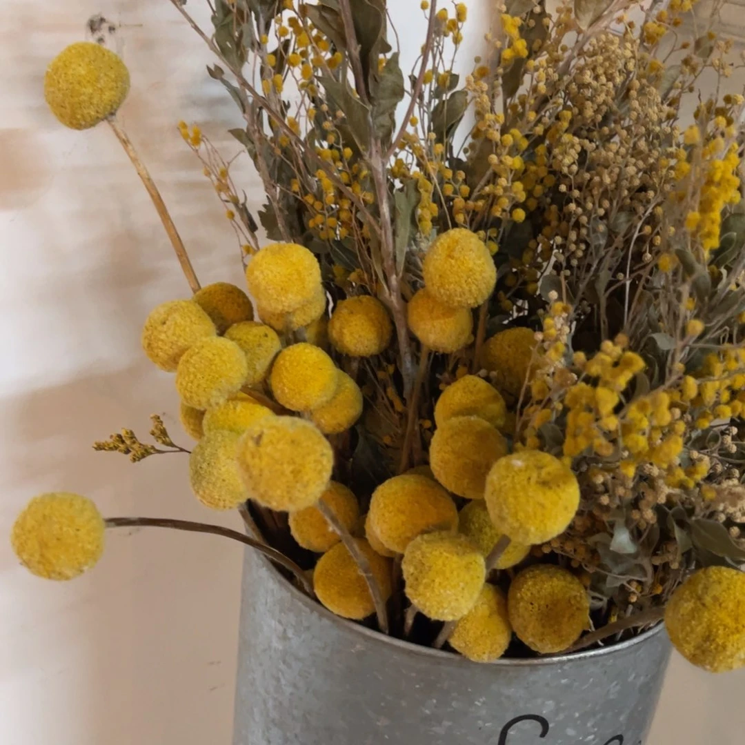 黄金球干花一束111