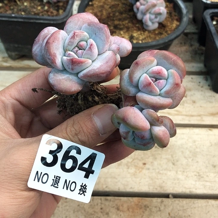 星影石榴籽福利出咯 364