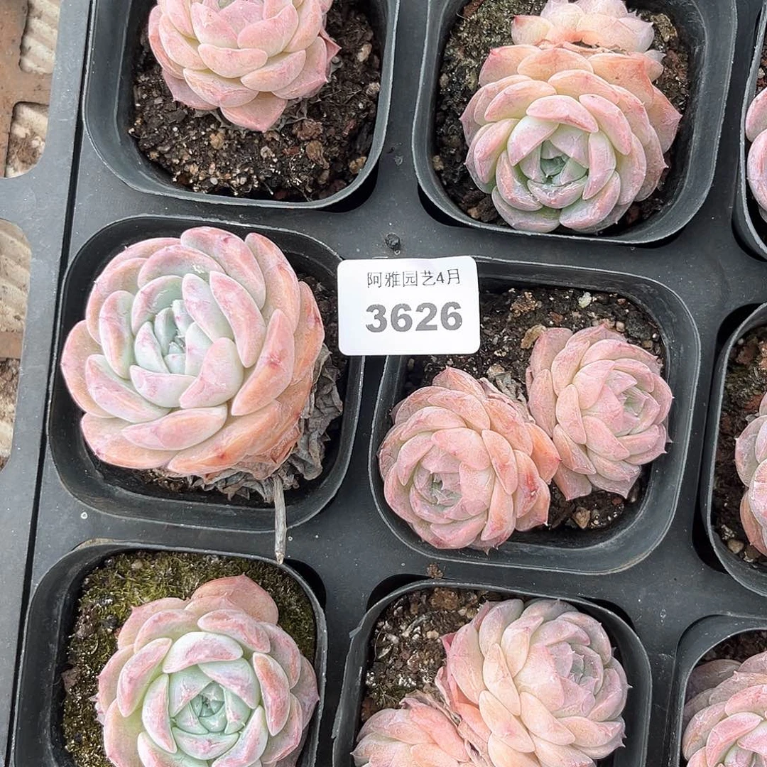 阿雅园艺。   3626