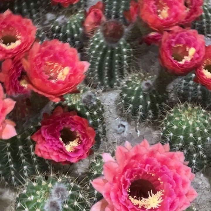 清清3-264根仙人球随机