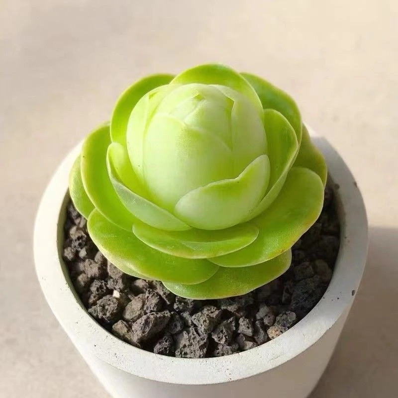 【满9.9包邮】鸡蛋玫瑰6.5cm盆脱土发多肉植物以直播间介绍为主