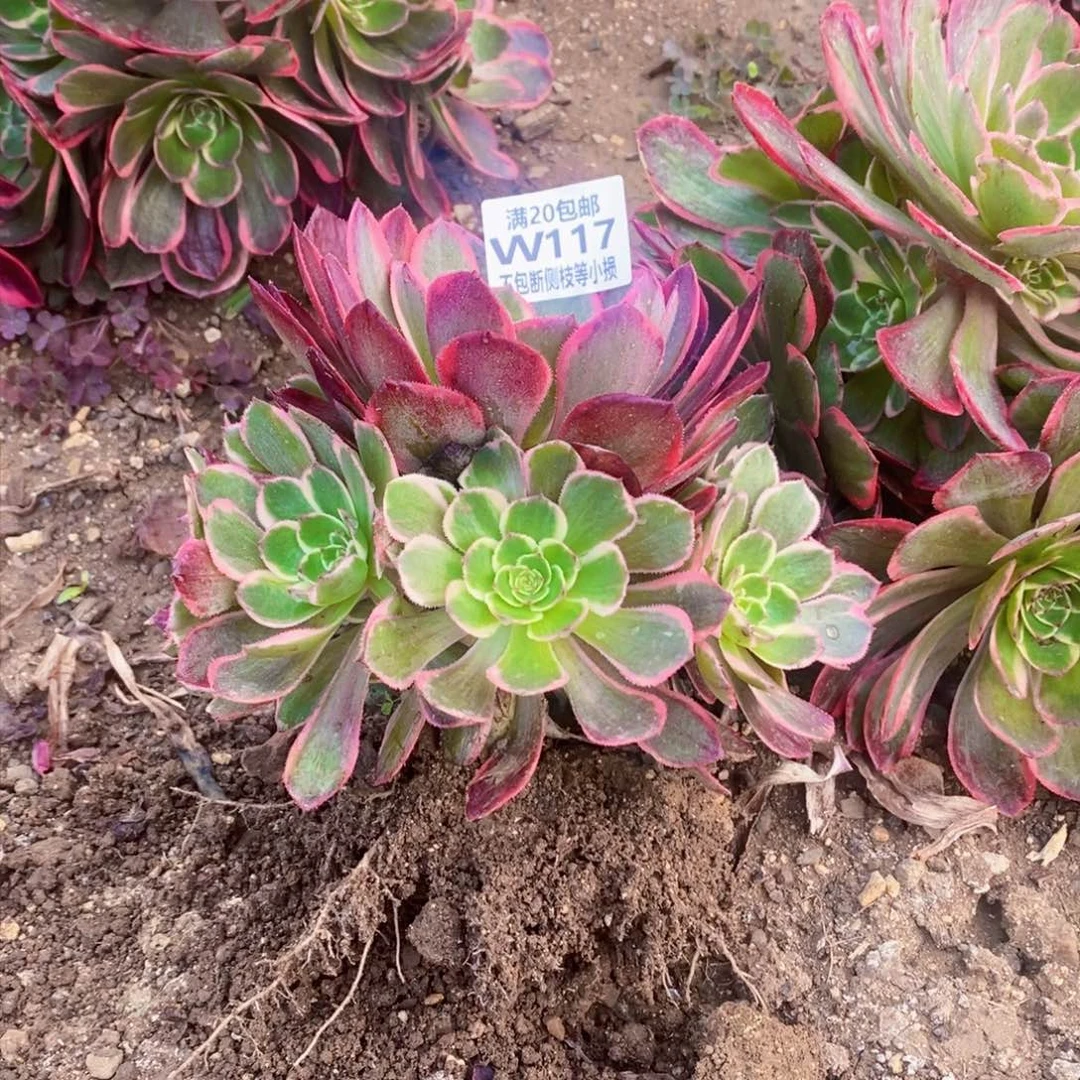 117夜宴粉花妖多肉