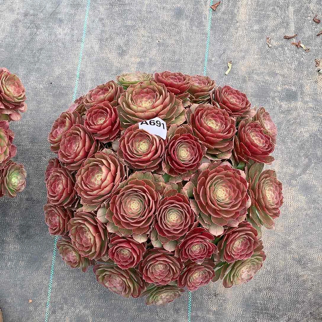 秋**…691.沙拉碗多肉植物