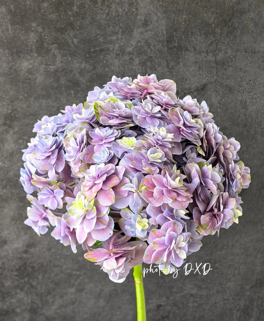 凤凰 日本进口品种绣球盆栽  高颜值直立性好