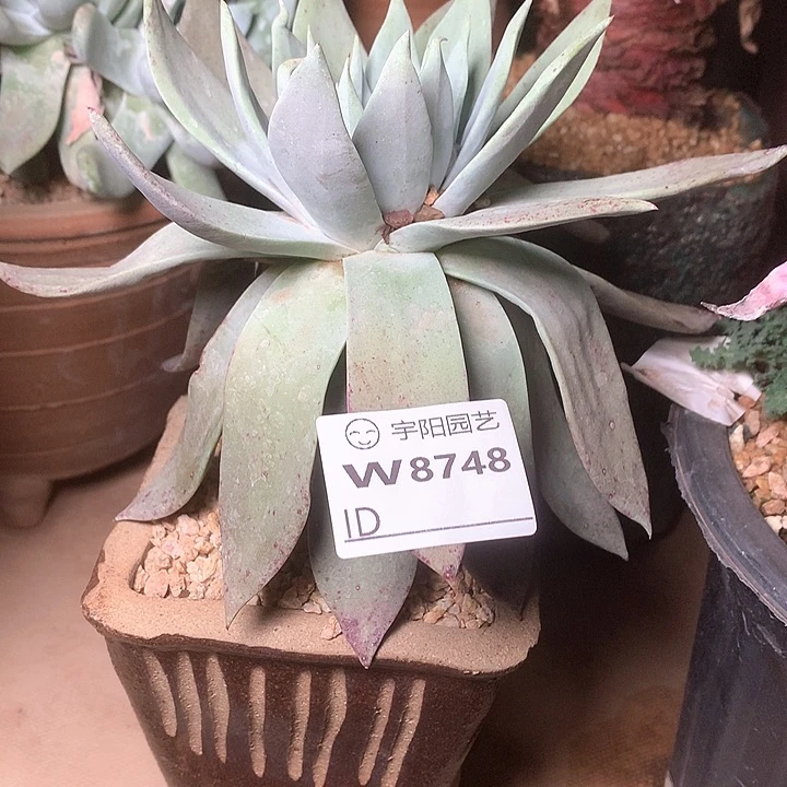 8748雪山仙女杯多肉