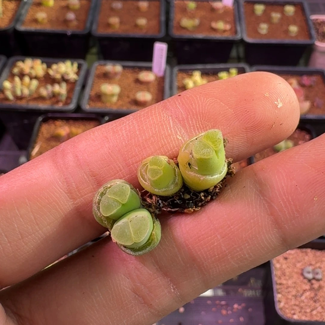 W***n精品大甩卖9.18