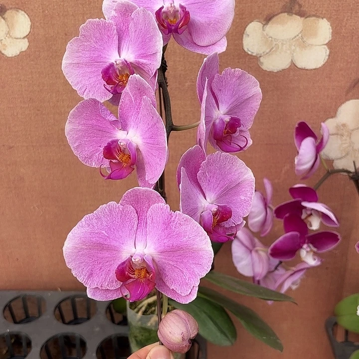 蛋***喵完全开放061蝴蝶兰变异