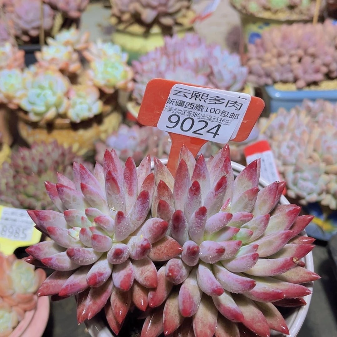 9024虞美人多肉植物