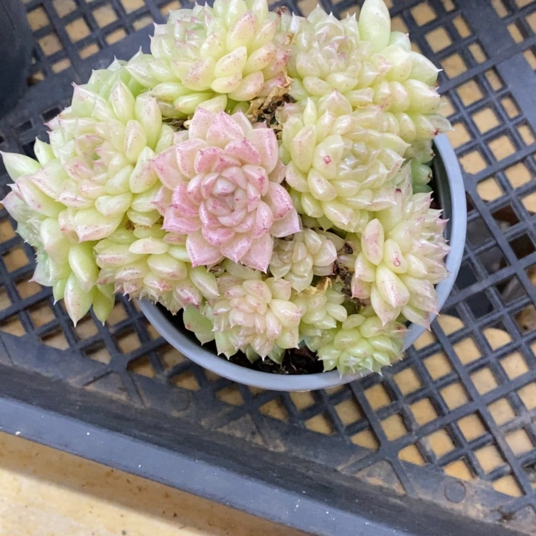 精品多肉一物一拍不包整182