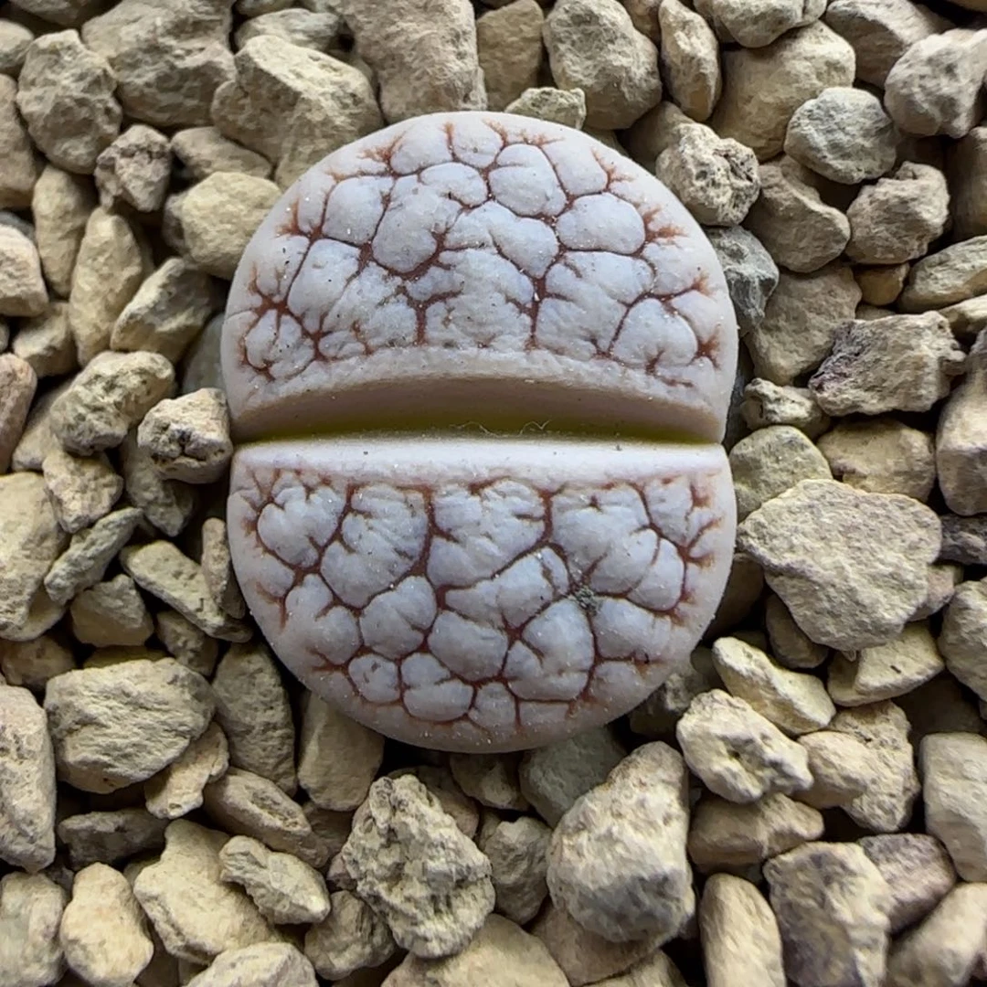 673 生石花大棚直播