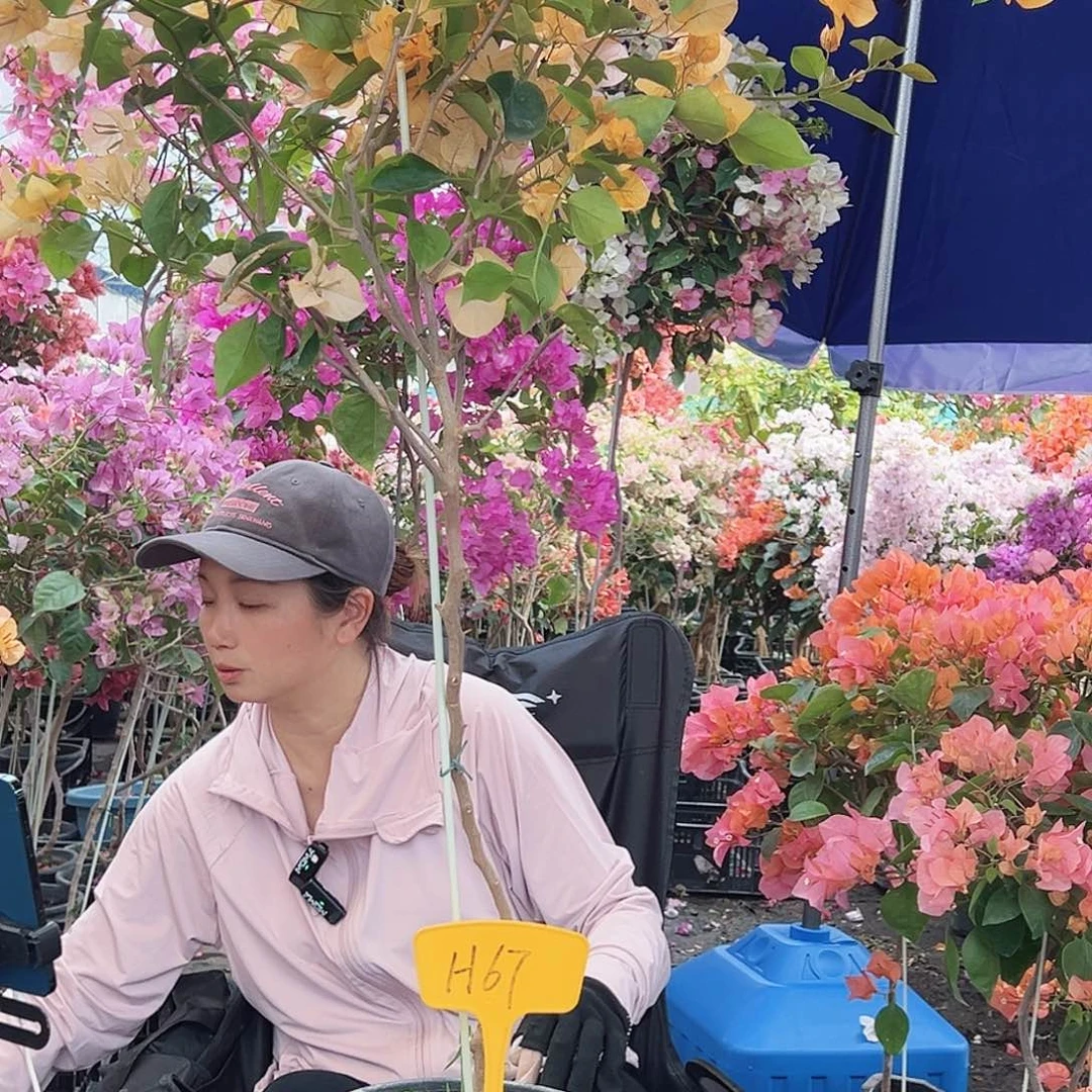 米***亚大部分花苞少量开放H87黄金阿达纳