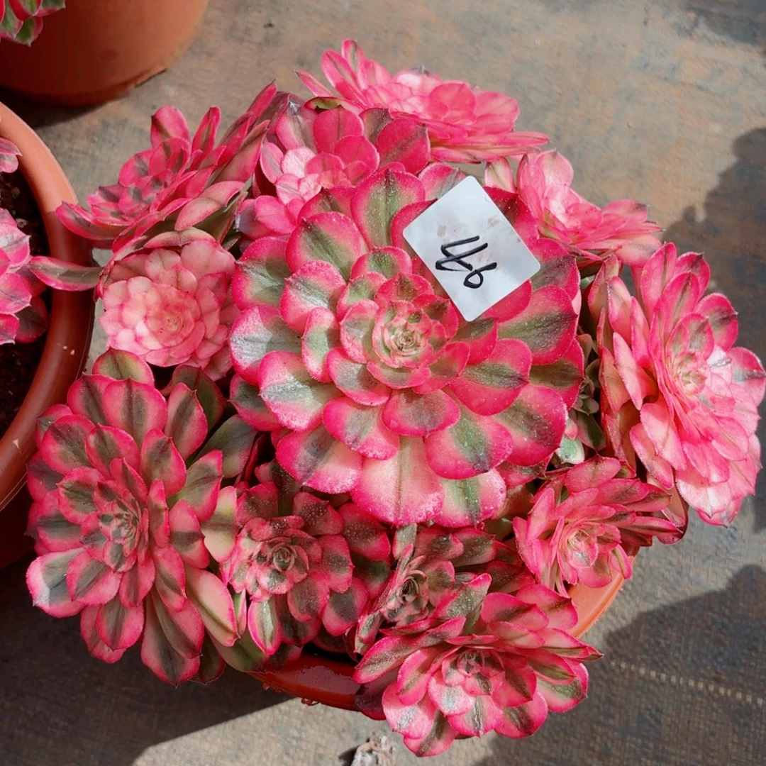 用***1一物一拍多肉法师46