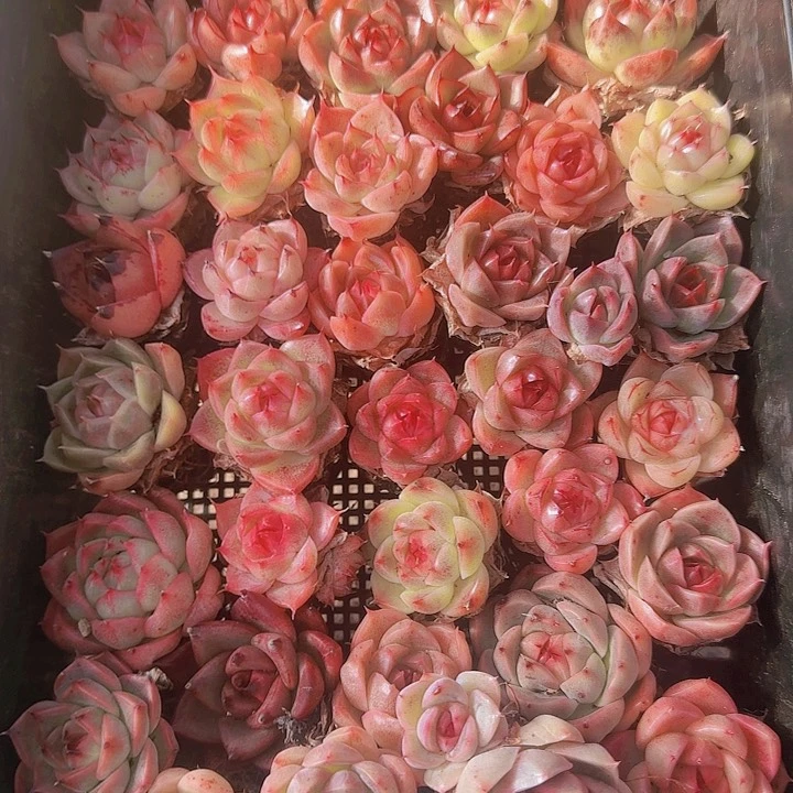 花时光精品多肉37