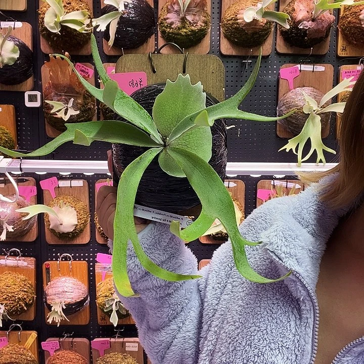 不开花植物sd 三混