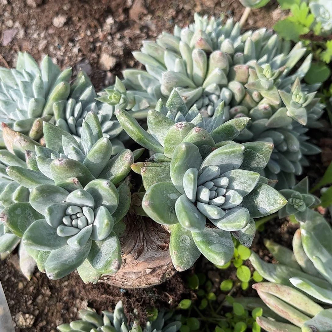 8564苹果叶杂交仙女杯多肉