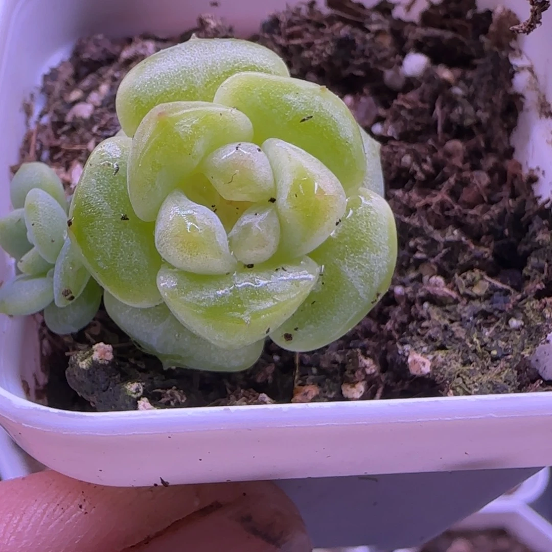 小卡拉米糖心一物一2-229