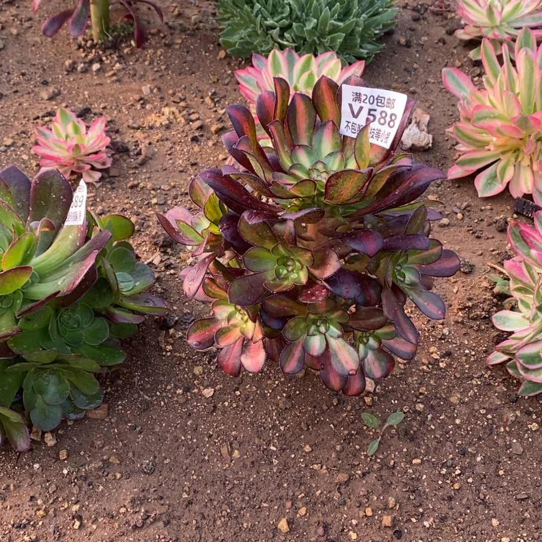 勿*588晚霞多肉法师锦