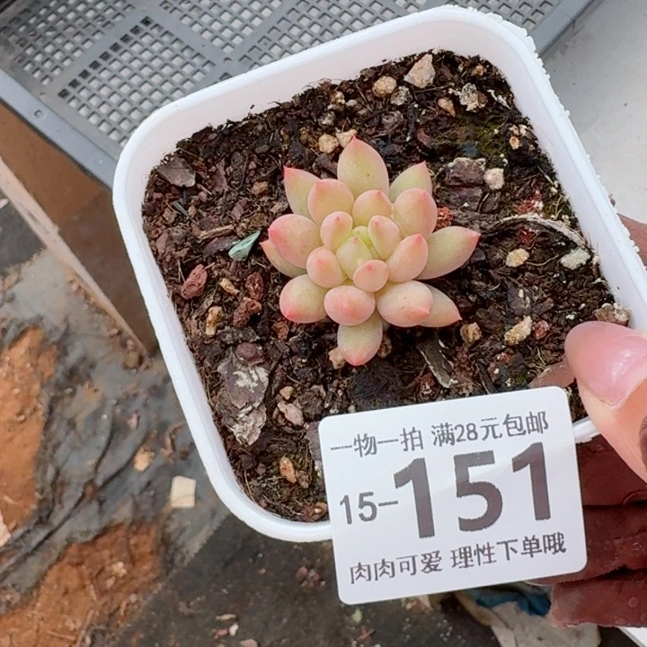 虞美人多肉无盆土发货多