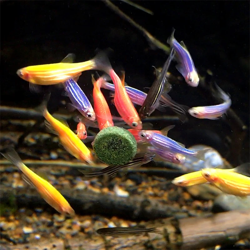 七彩斑马鱼小型热带淡水观赏鱼好养耐活适合新手