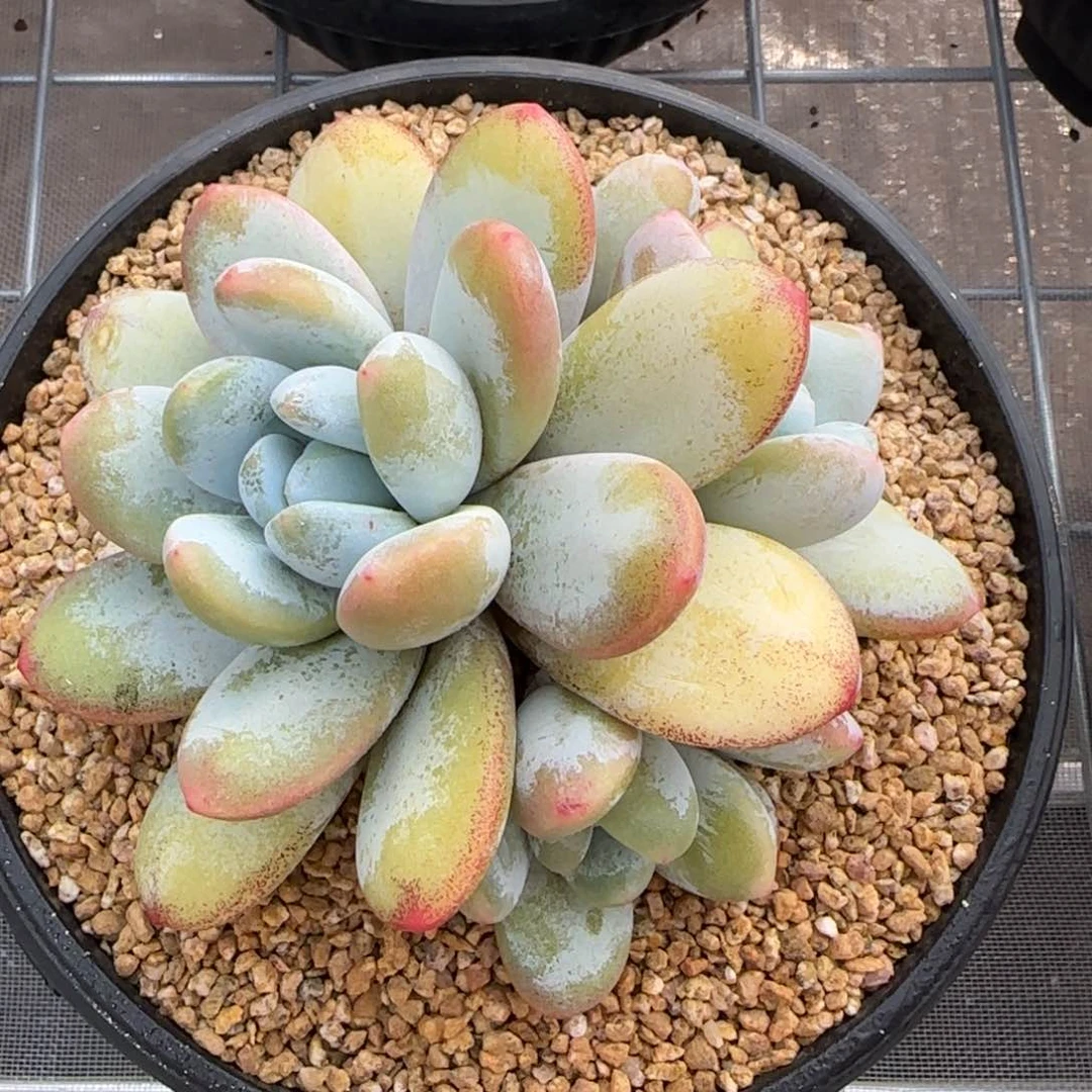 从前慢花园精选雪美人