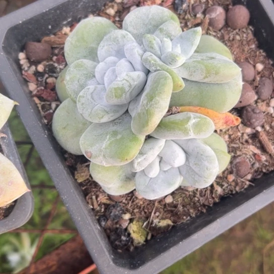 甜****y谢谢姐姐～一物一拍2879