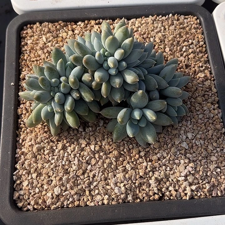 Q***生哥特缀化多肉植物