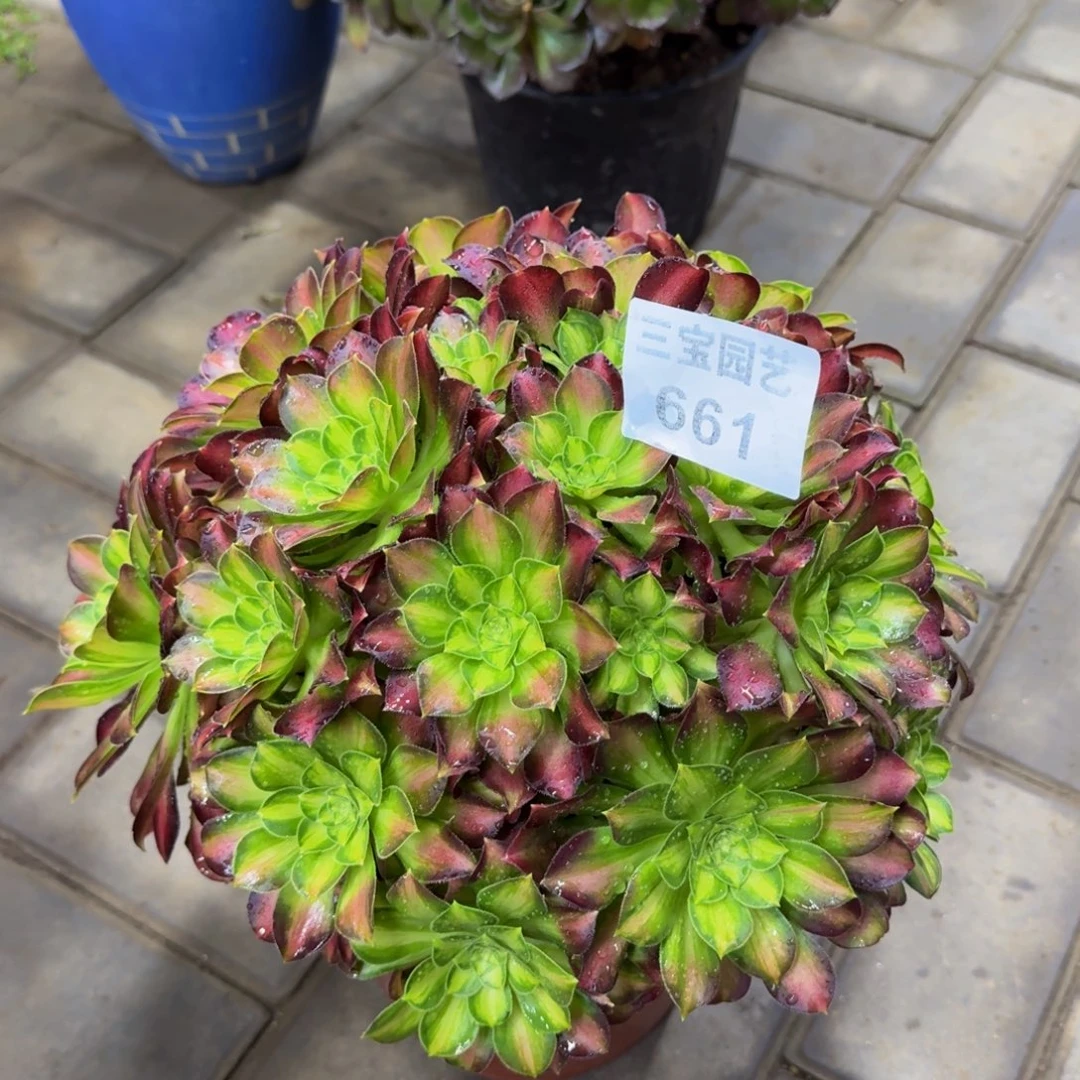 爱****头多肉植物661韶华