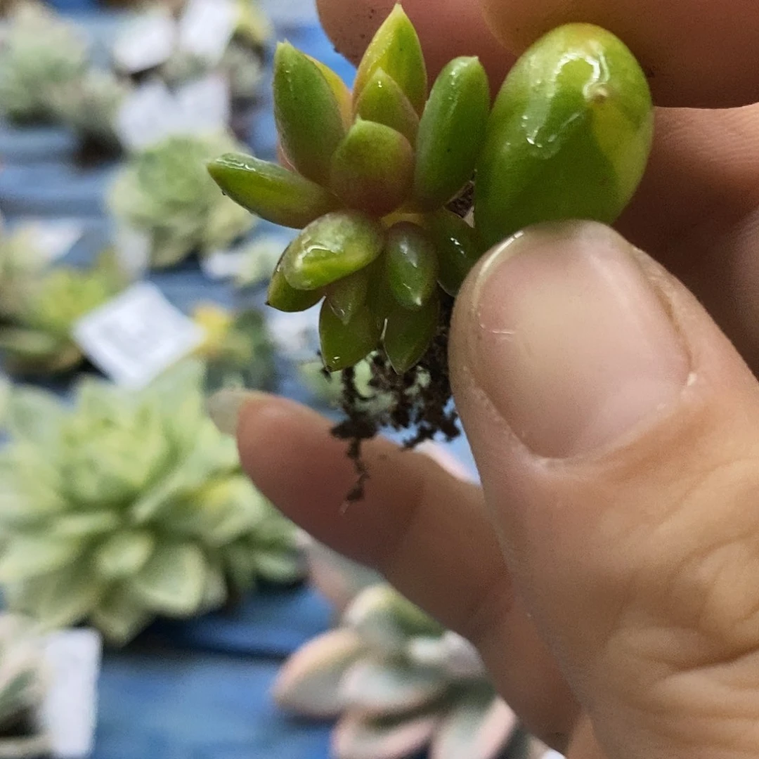 112红象牙叶插锦炸多肉植物