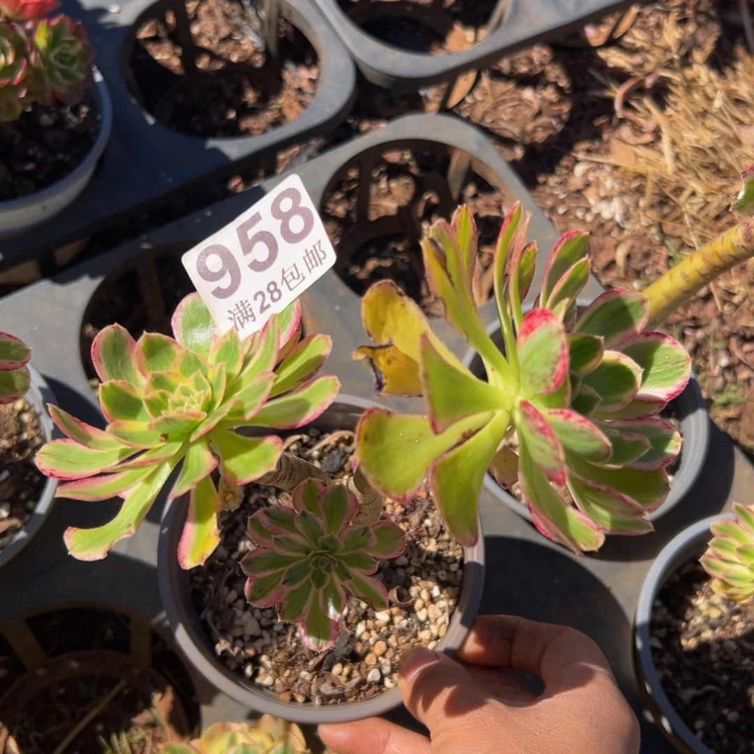 多肉植物958无售后