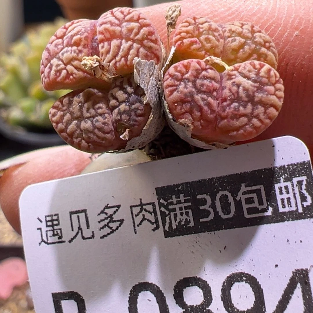 多肉植物11111111111111