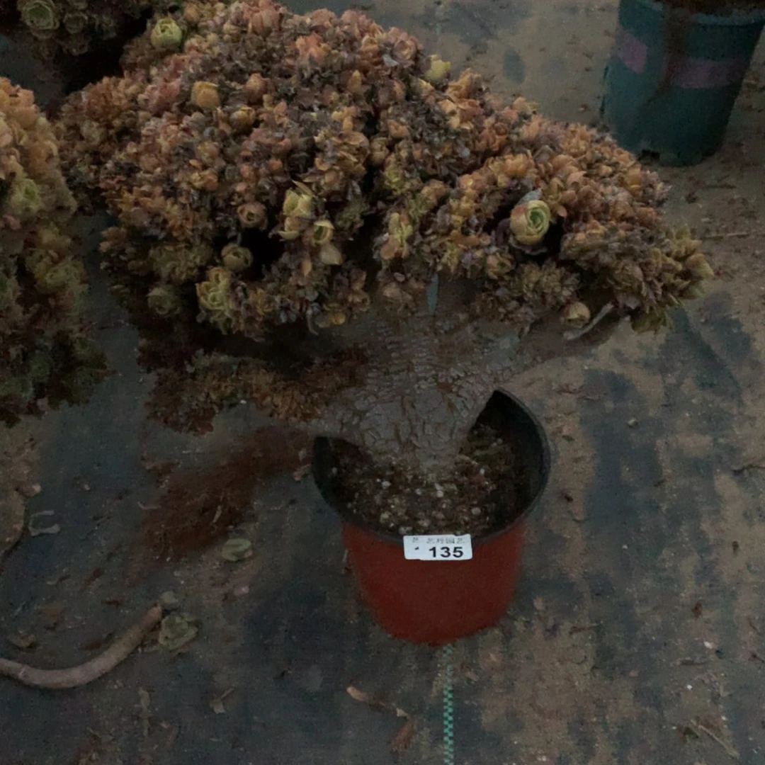 135玫瑰朵朵一颗缀