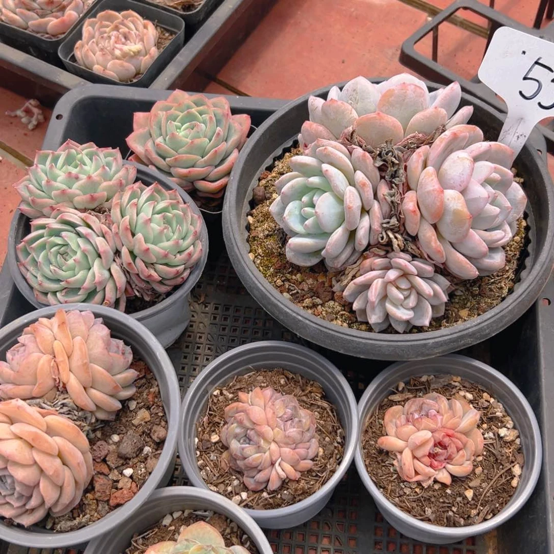 城*央筐拍55号一物一拍