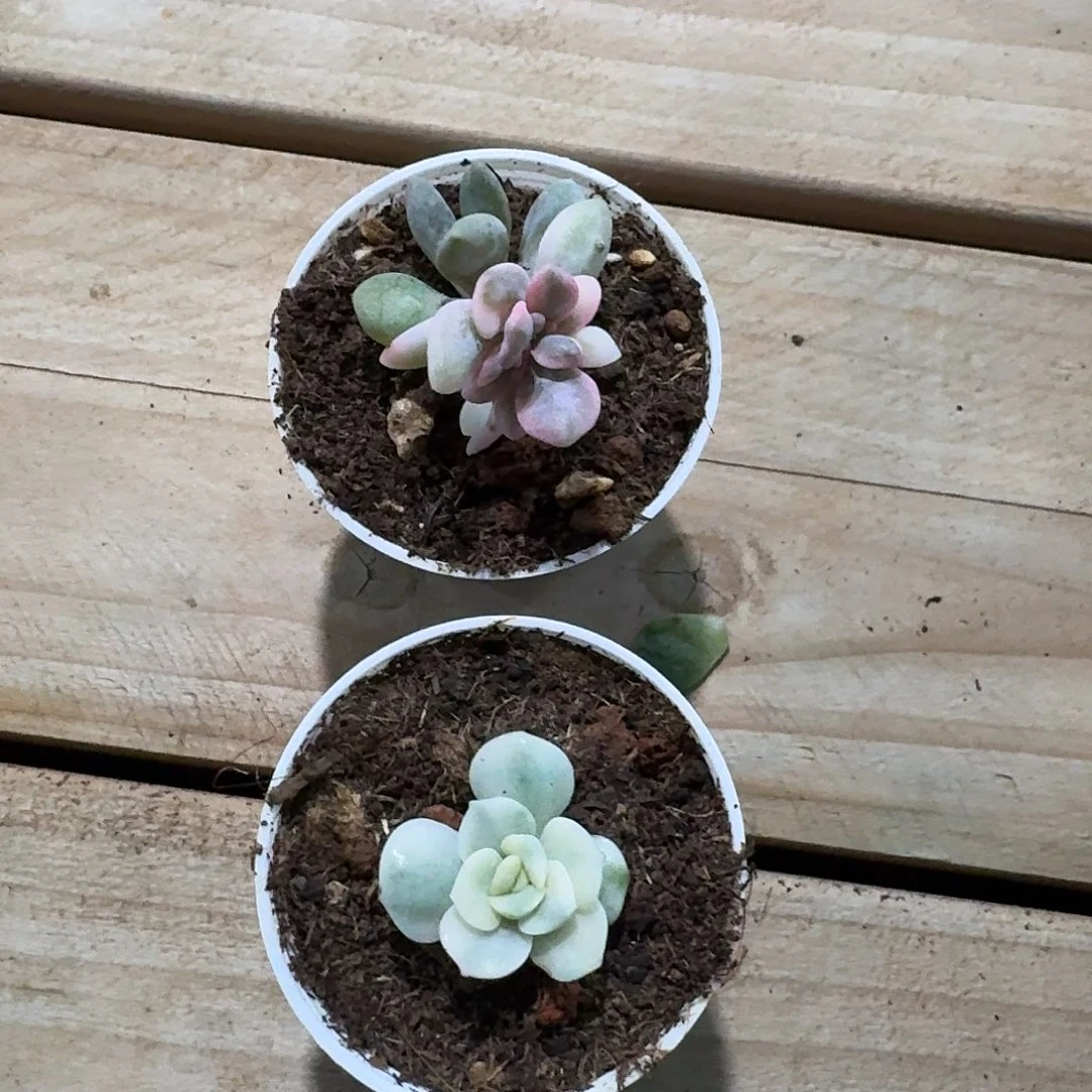 木子专属两颗多肉锦