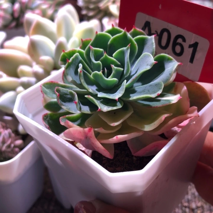 海啸花脸有根有根