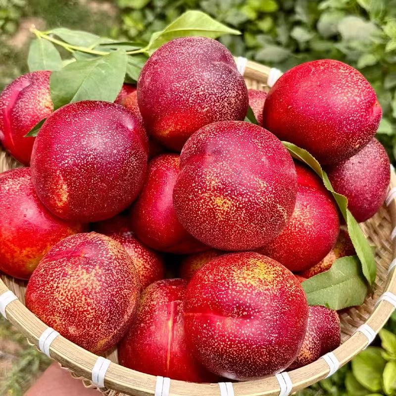 正宗辽宁盖州黄心大油桃放软了更甜