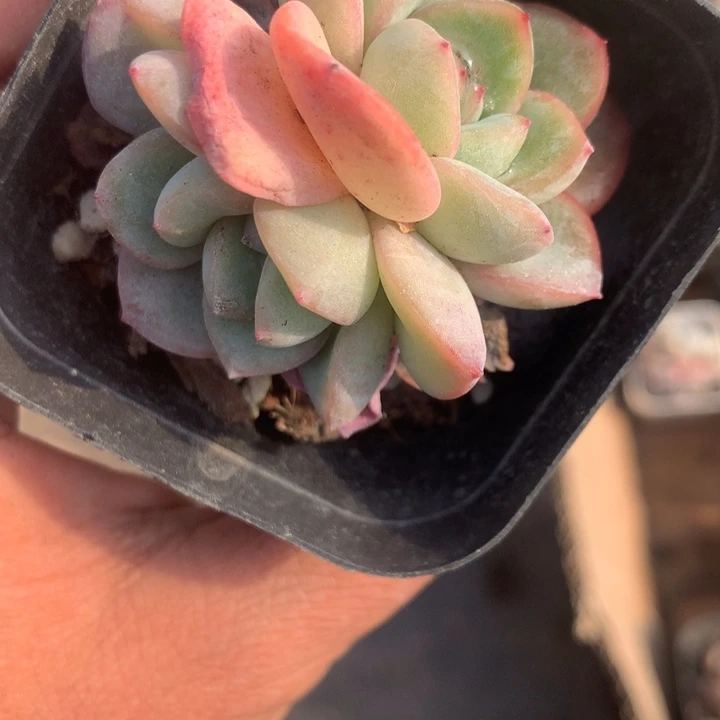 泡芙双 （不满9.99发空盆需要拍保温不拍扣1颗多肉）
