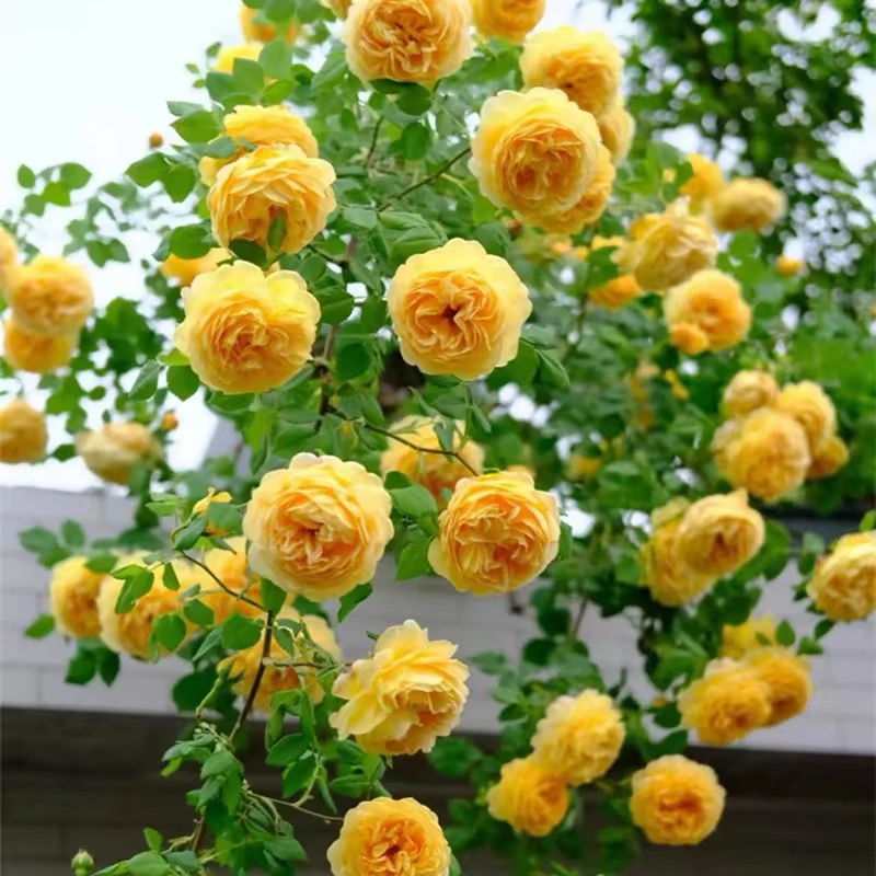 奥斯汀藤本月季黄金庆典花苗爬藤庭院植物阳台大花浓香蔷薇