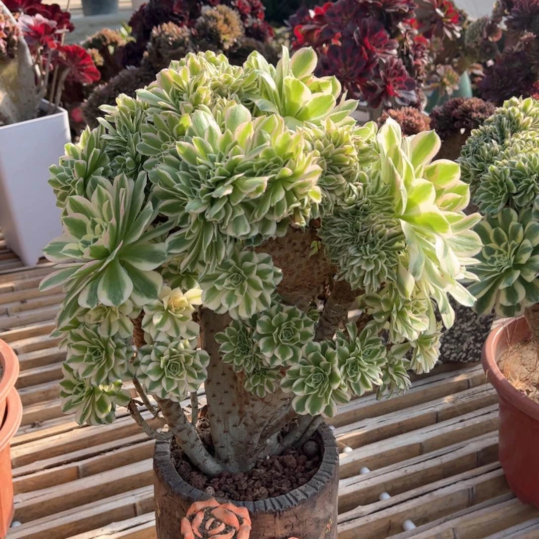 迈巴赫朵朵整版精品
