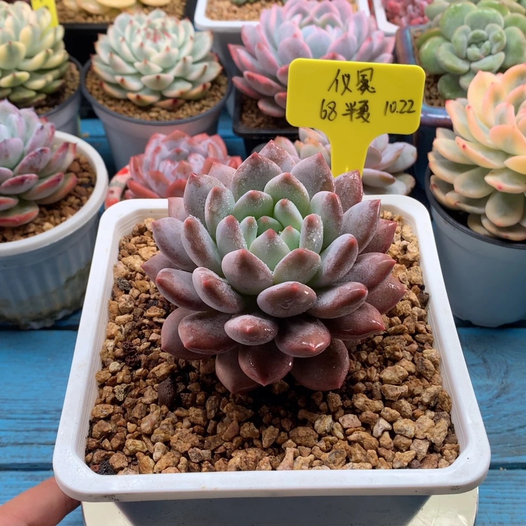 仪***q我们家的小仙女们