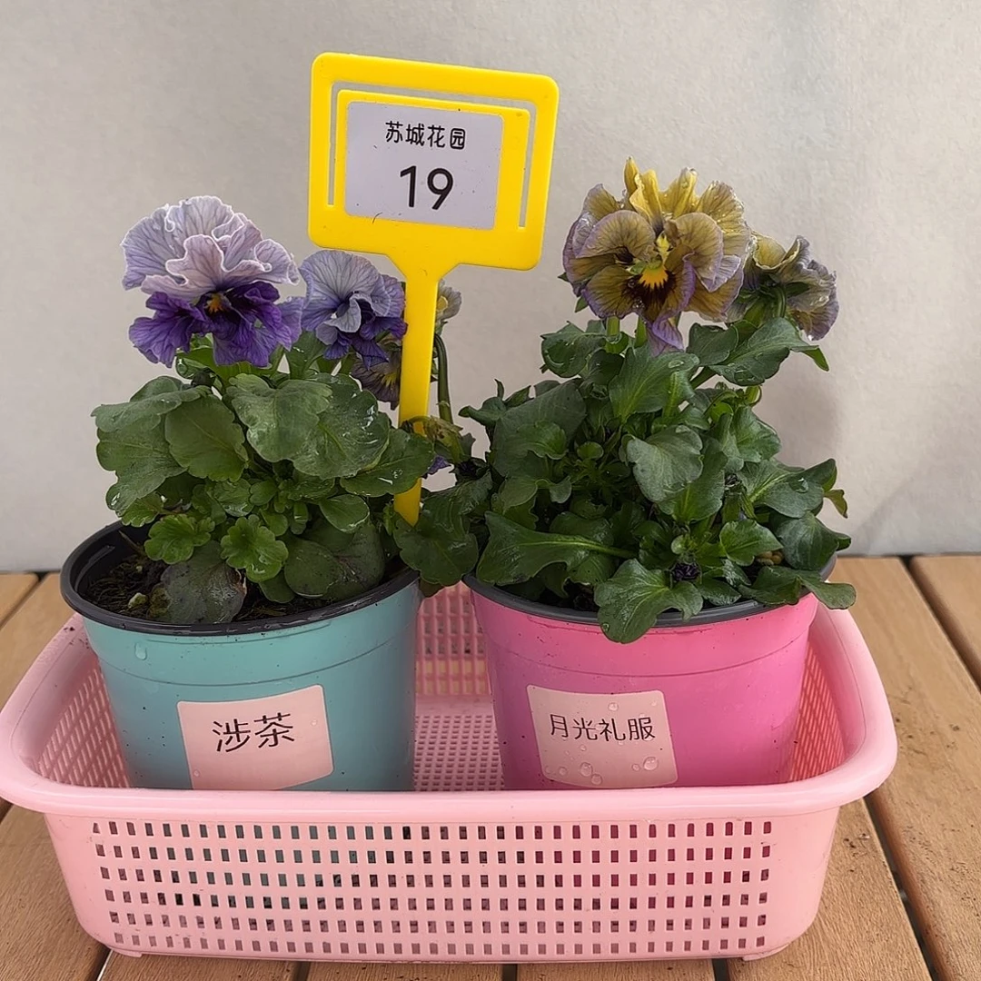 大部分开放少量花苞19