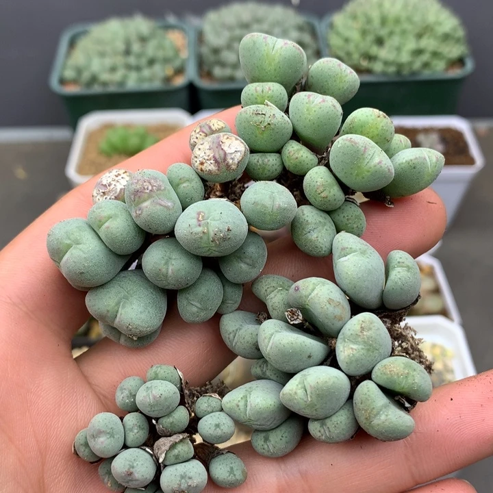 精品多肉植物精品多肉植物