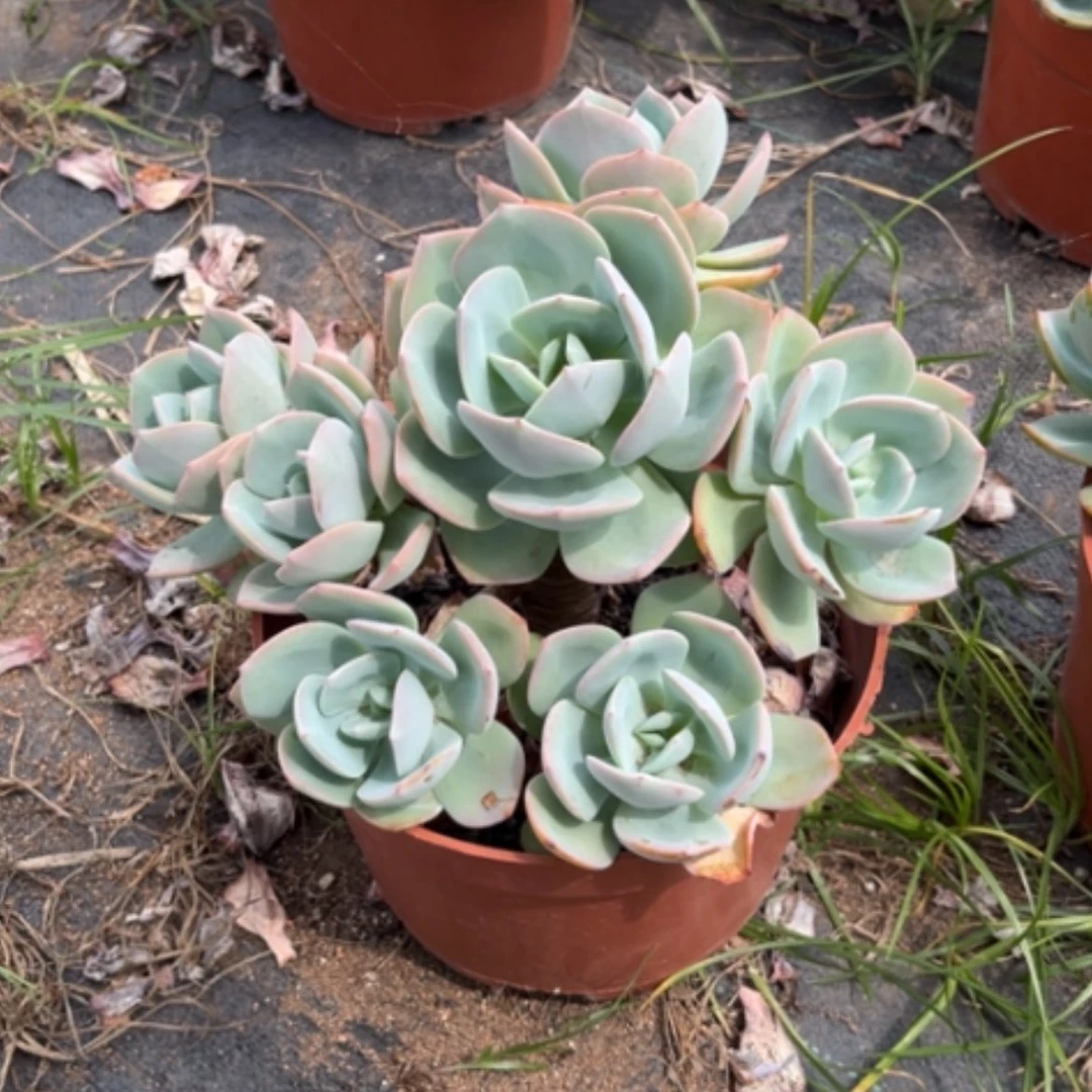 【闪购商品】无花朵✨*