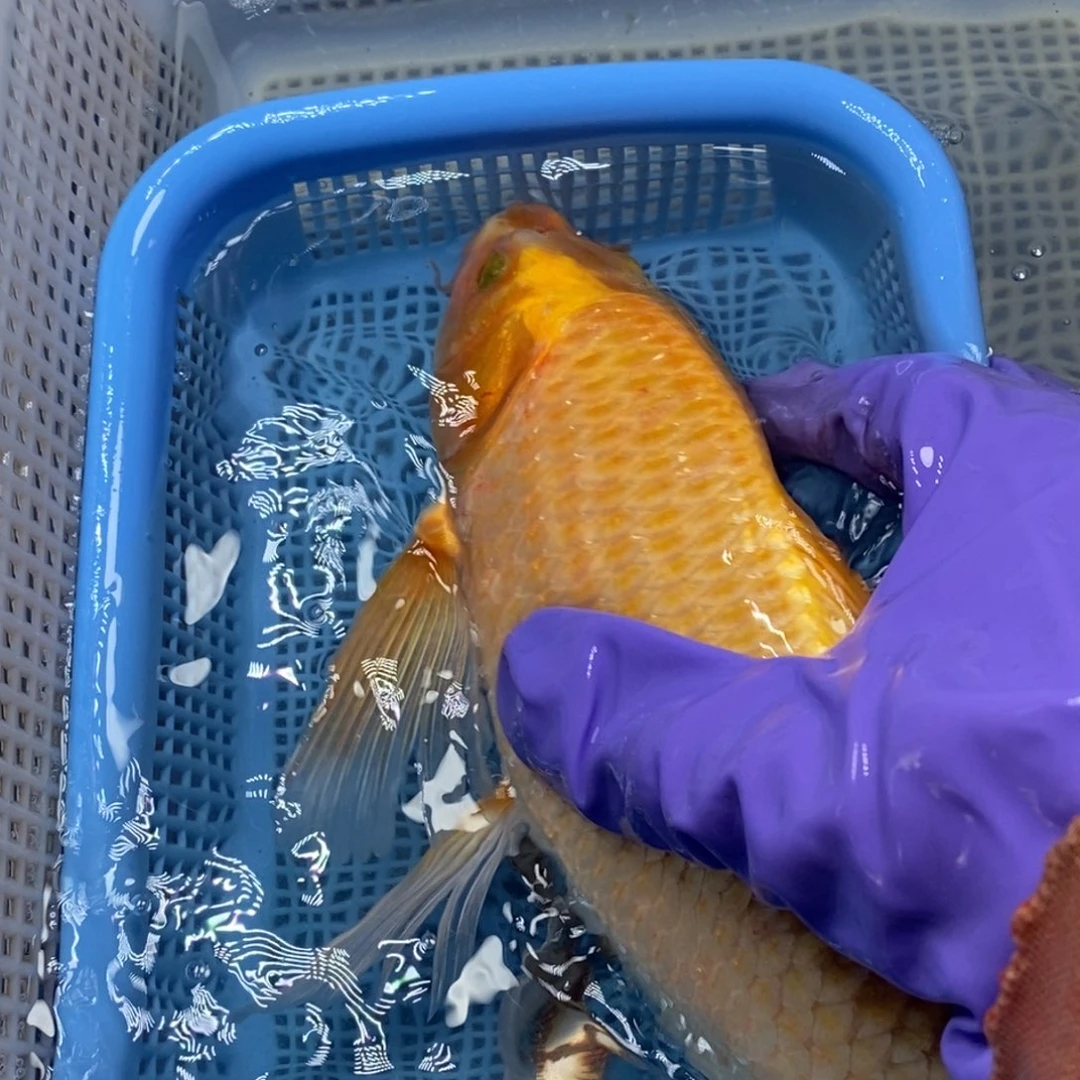 锦鲤冷水锦鲤包邮